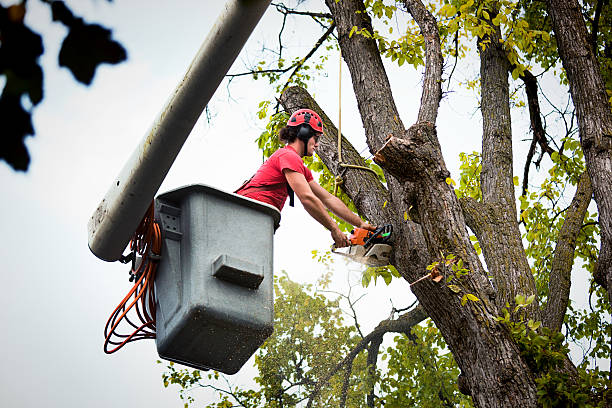 How Our Tree Care Process Works  in  Edmonston, MD